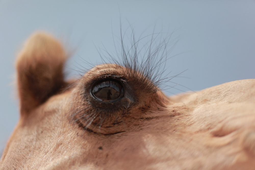 camel-eyelashes.jpg