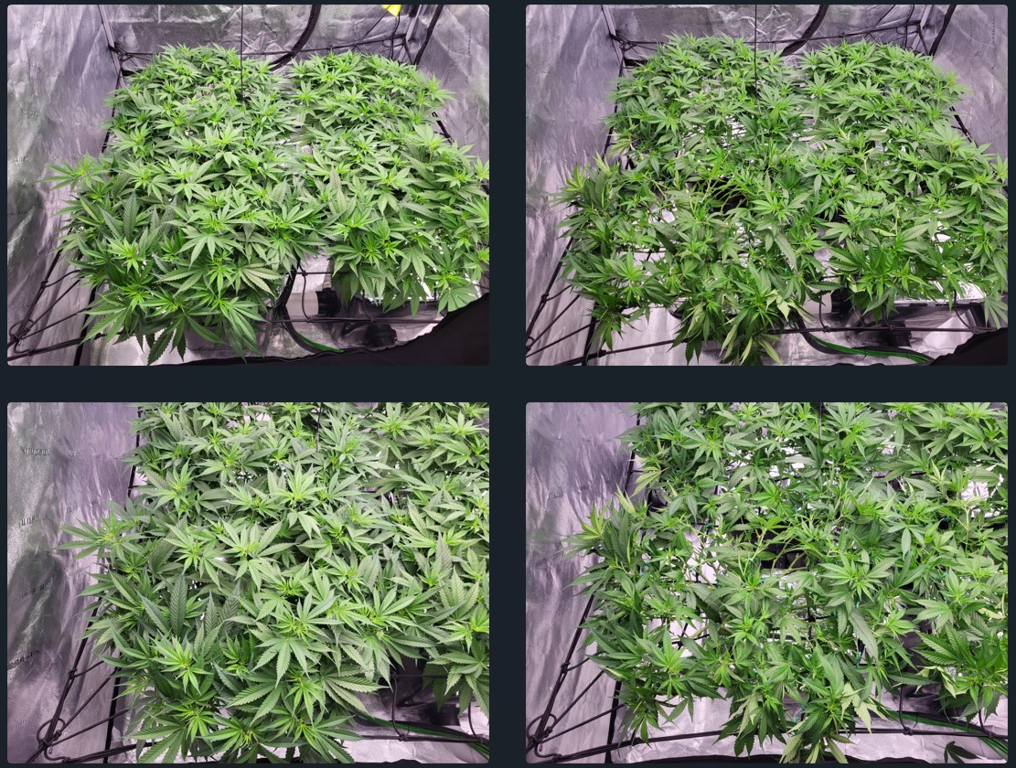 Camila before and after LST update 9_24.jpg