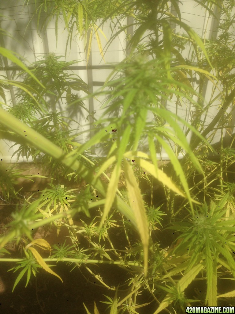 can an expert diagnose my unhappy plant