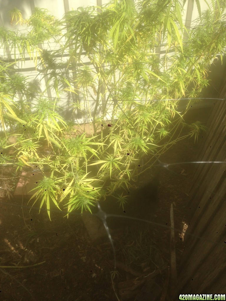 can an expert diagnose my unhappy plant