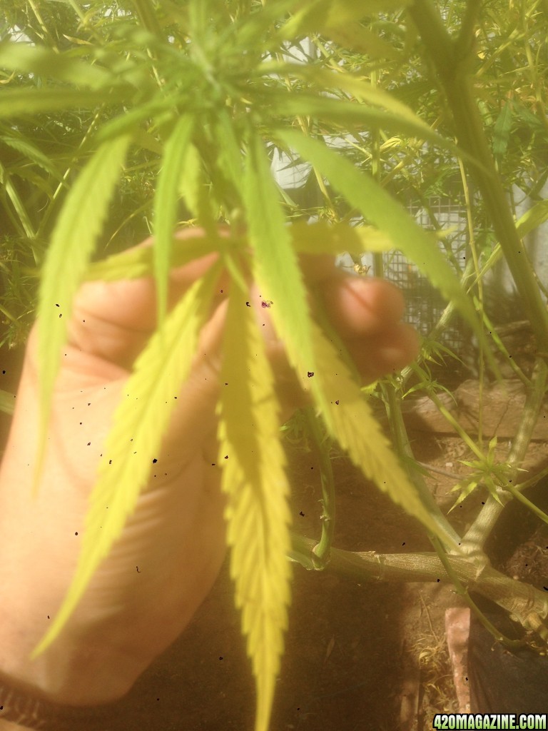 can an expert diagnose my unhappy plant