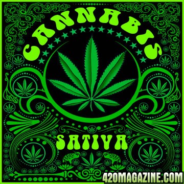 Canabis Sativa