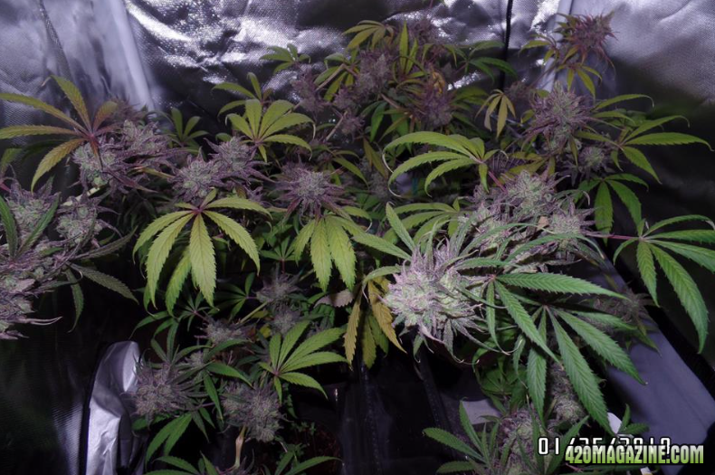 Candida CD-1 Cannabis Plant Late Flower 4