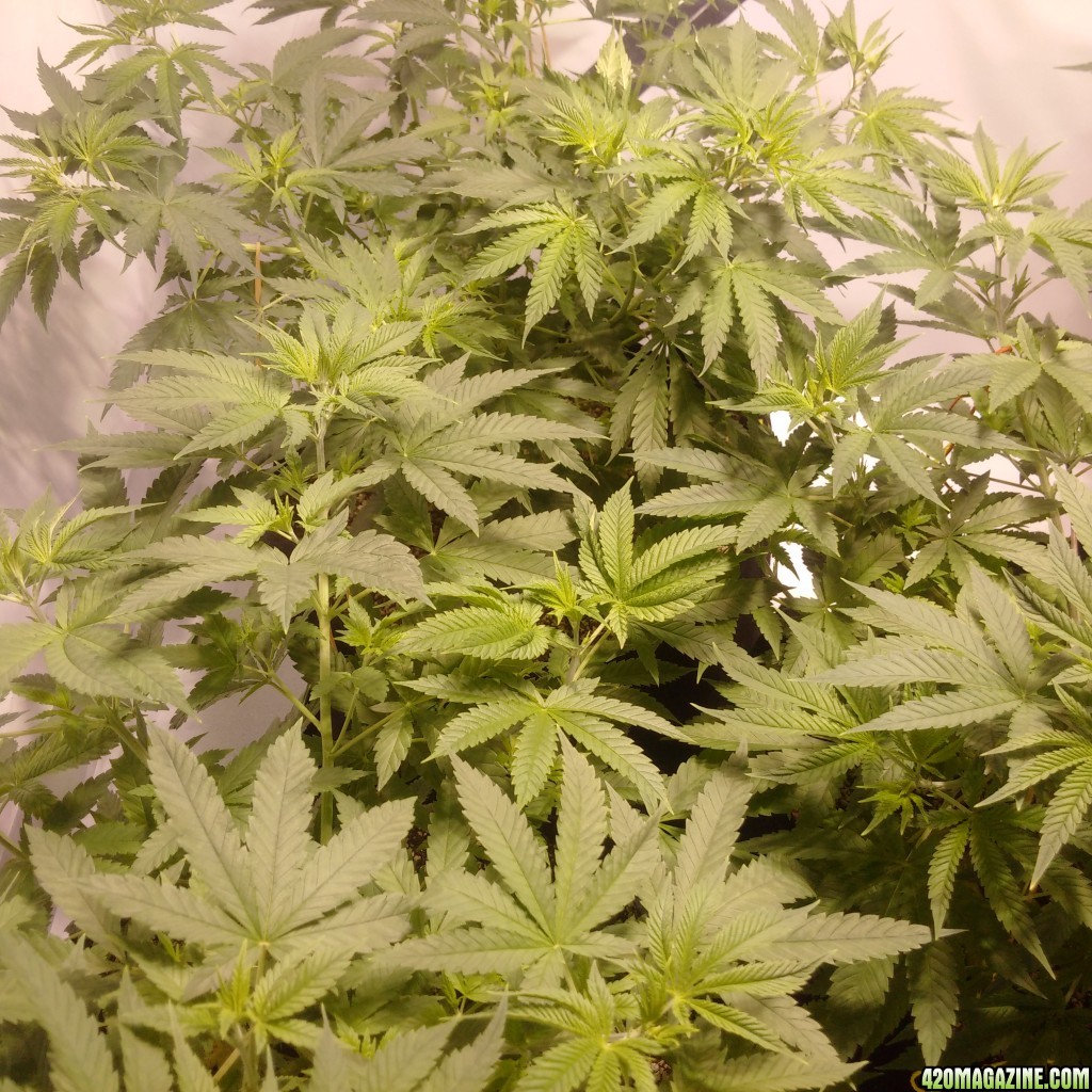 Candida (CD-1) LST and Spray-N-Grow