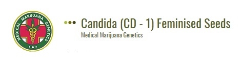 Candida01.jpg