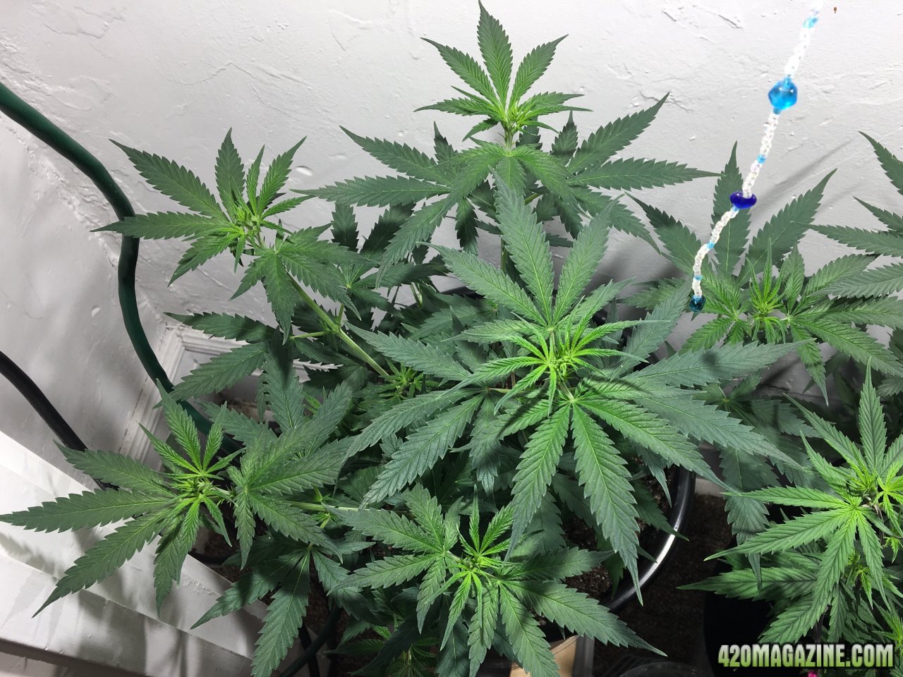 Candy Cane 4 (Day 71, flip + 9)