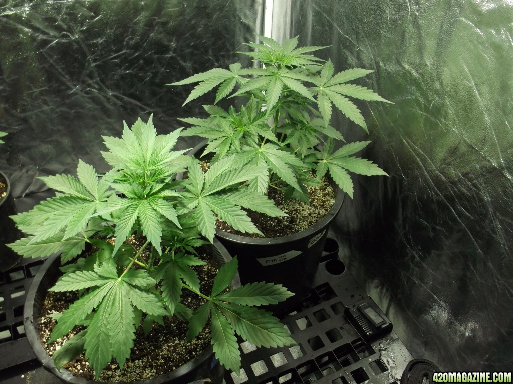 Candy Cane and Early Miss day 22