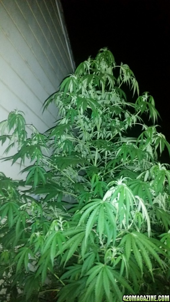 Candy cane auto flower out of control refuses to flower