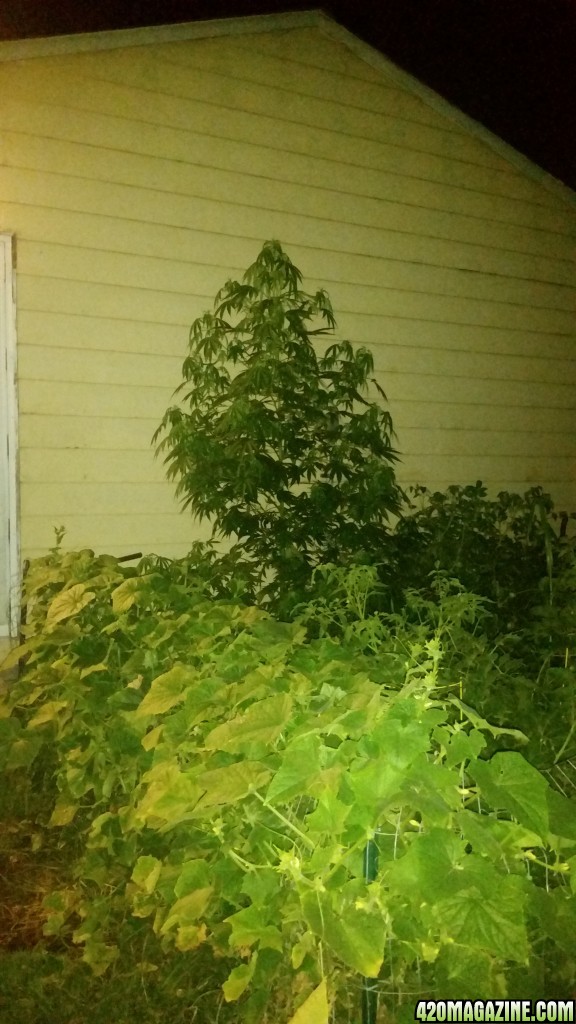 Candy cane auto flower out of control refuses to flower