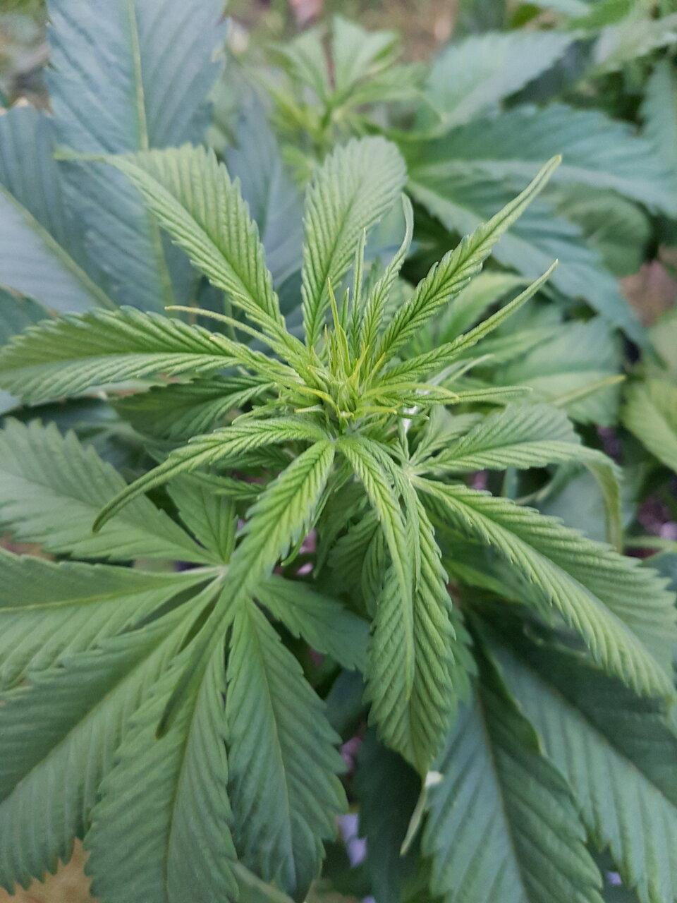 Candy Fruit auto juuuust beginning to flower