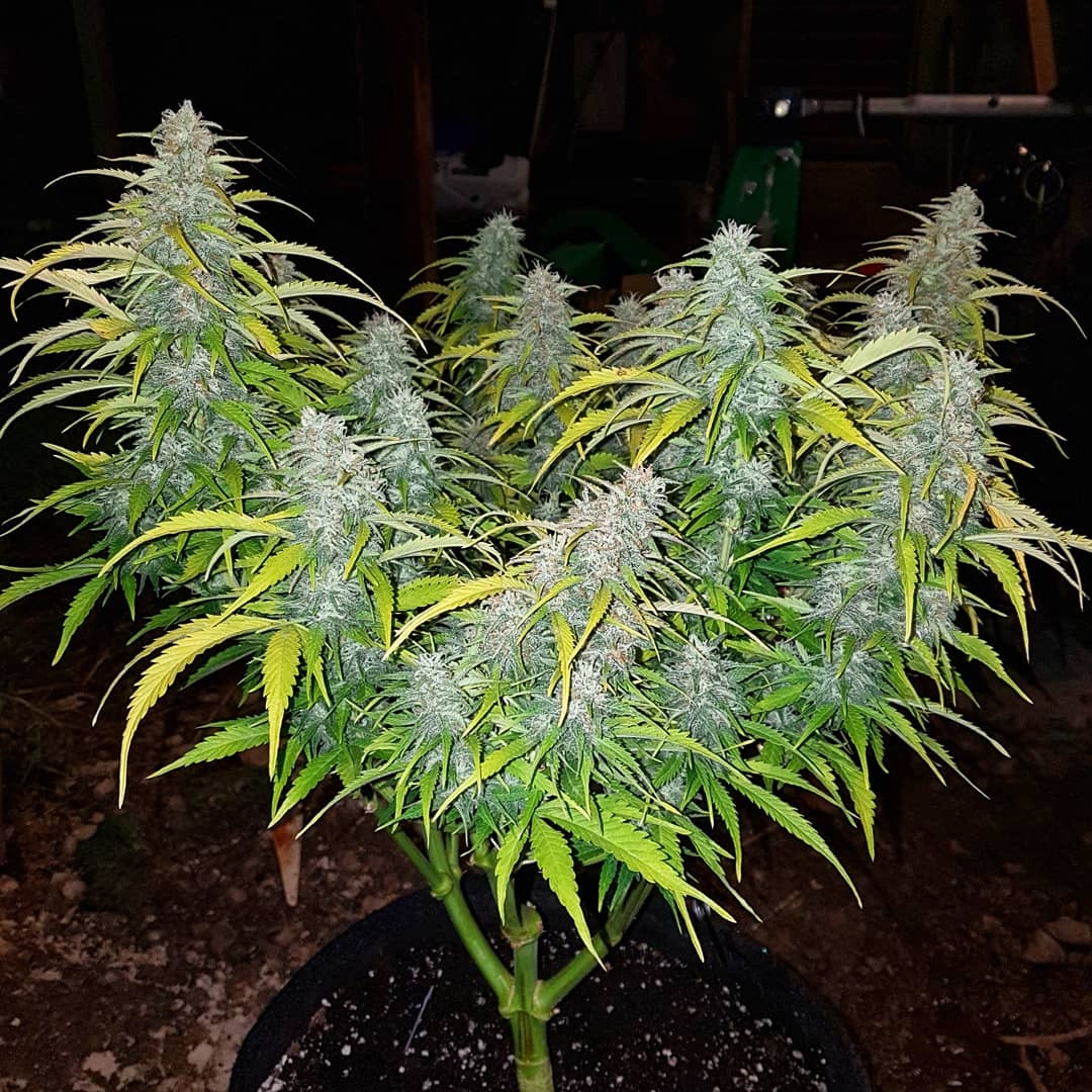 Candy Fruit auto