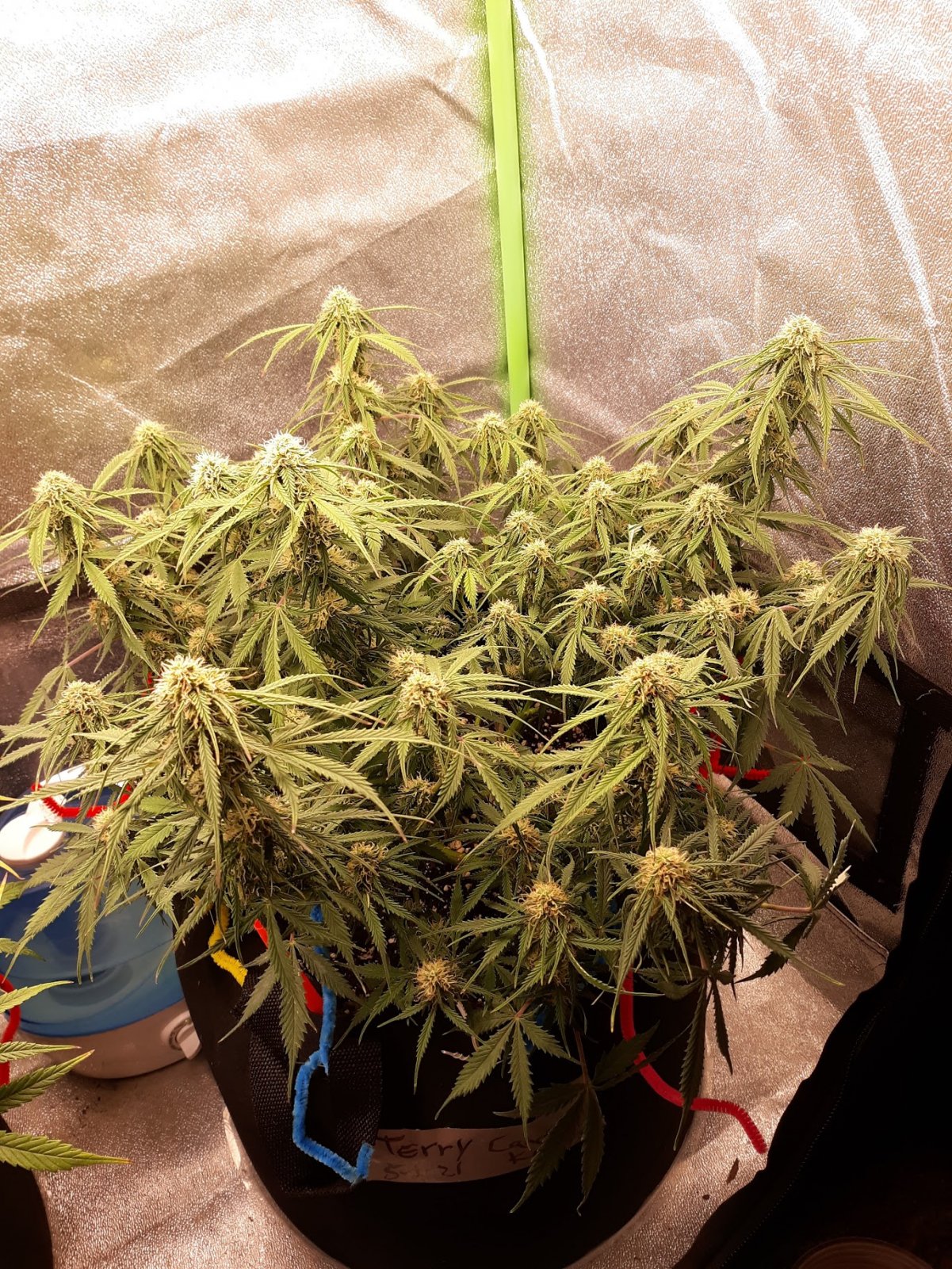 Candy Kush day 65.jpg