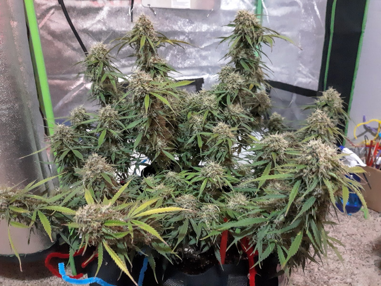 Candy Kush Day 87 Going into 48 hours of dark.jpg