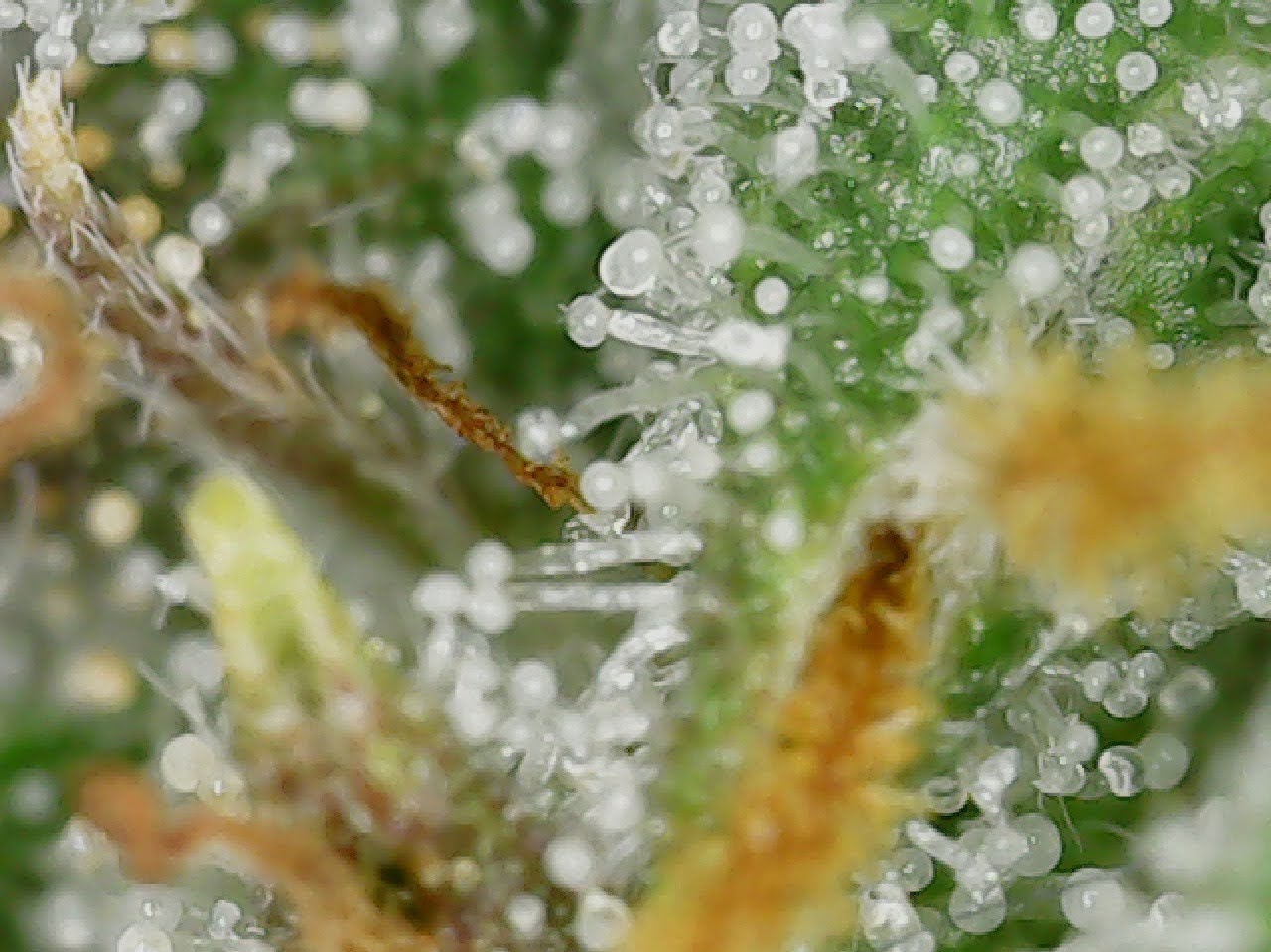 Candy Kush Day 87 Trichs.jpg