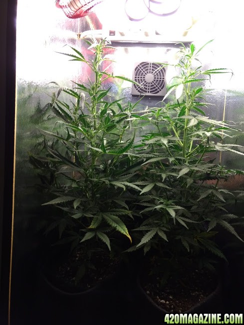 Candy Kush Grow