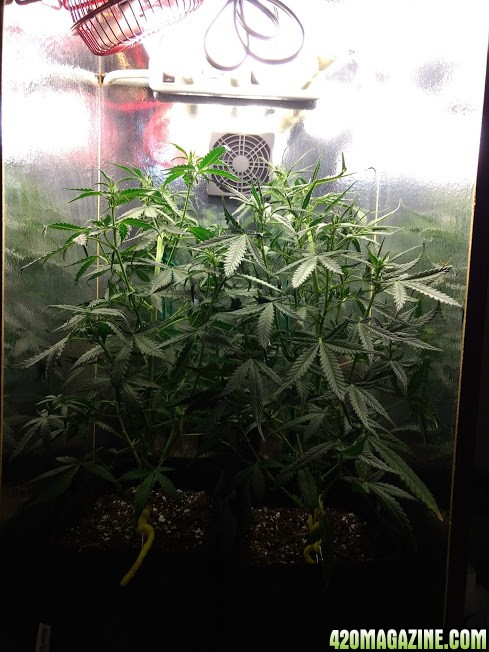 Candy Kush Grow