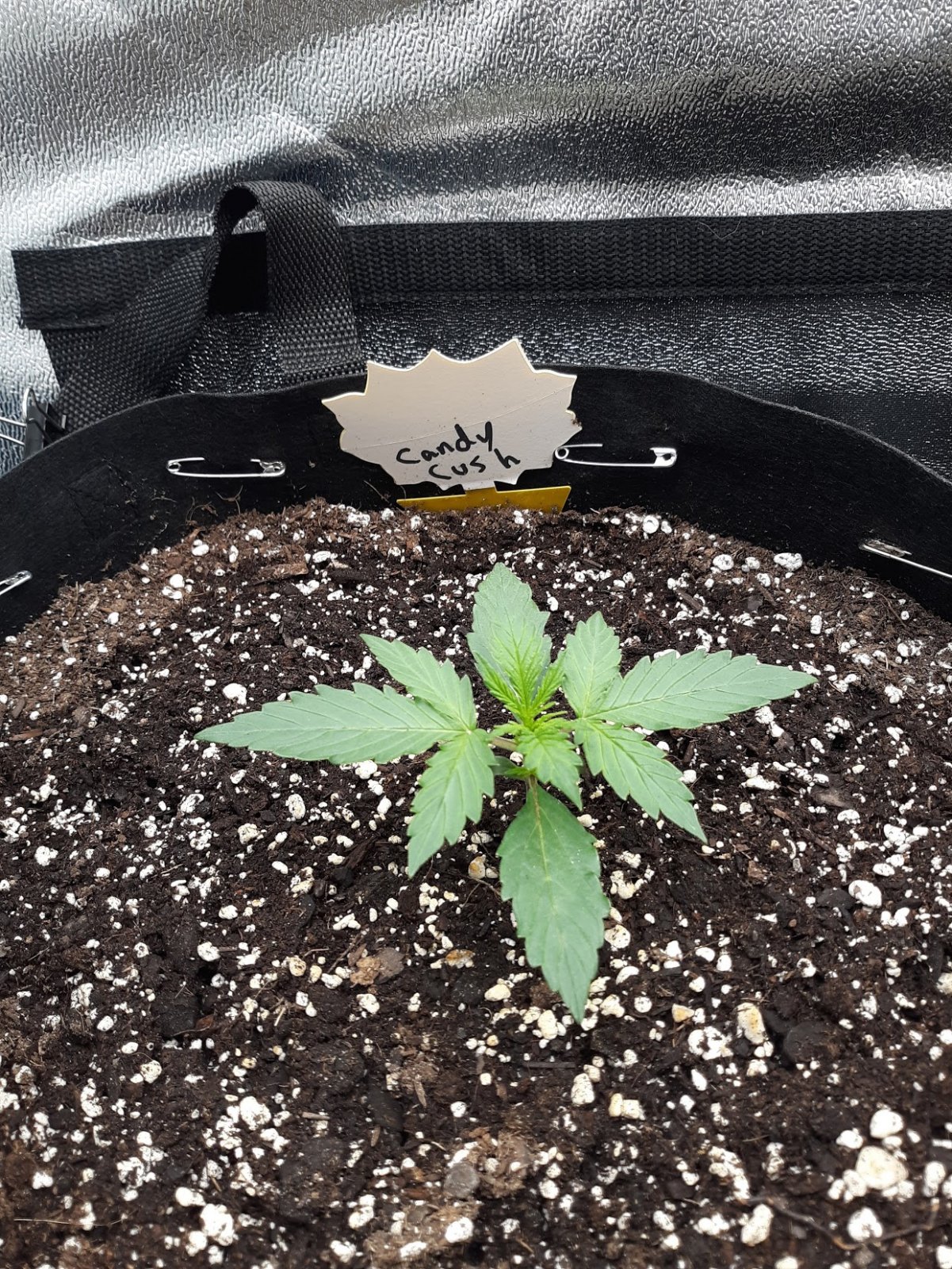 Candy Kush Week2 Day9.jpg