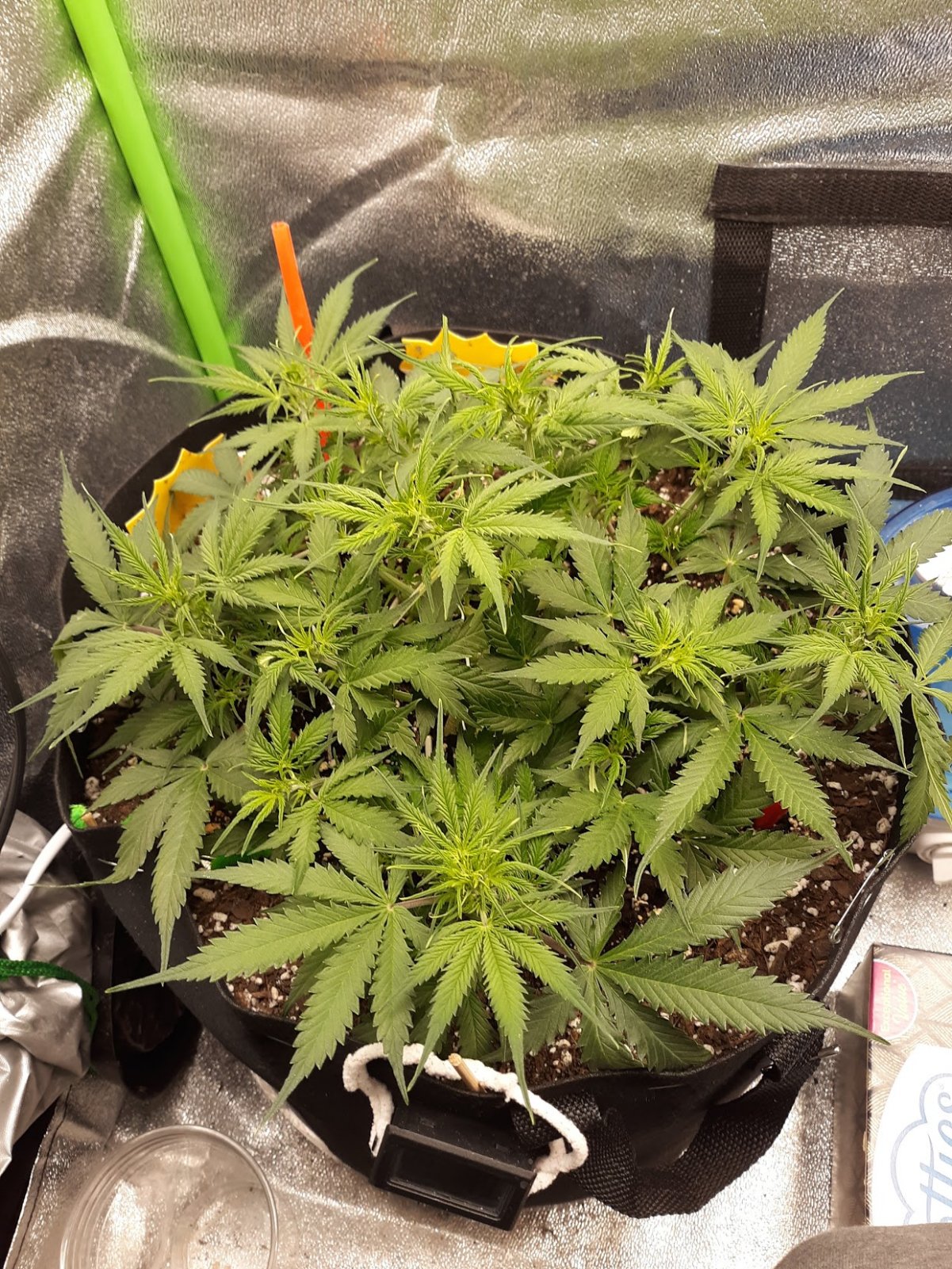 CandyKush day 35.jpg