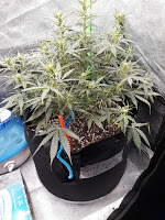 CandyKush day 44.jpg