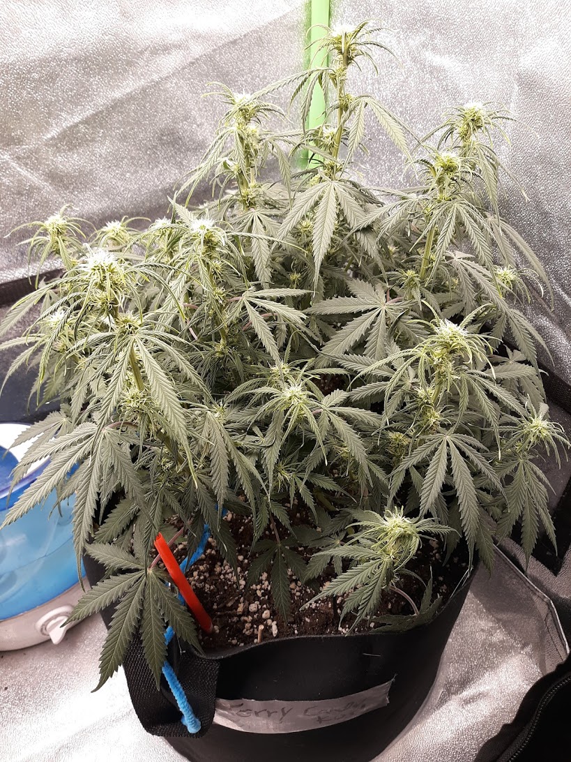 CandyKush day 50.jpg