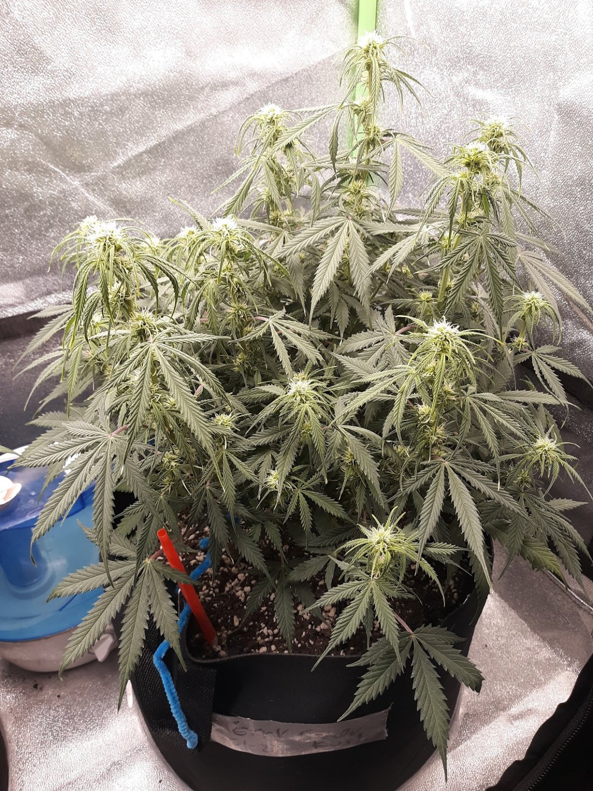 CandyKush day 52.jpg