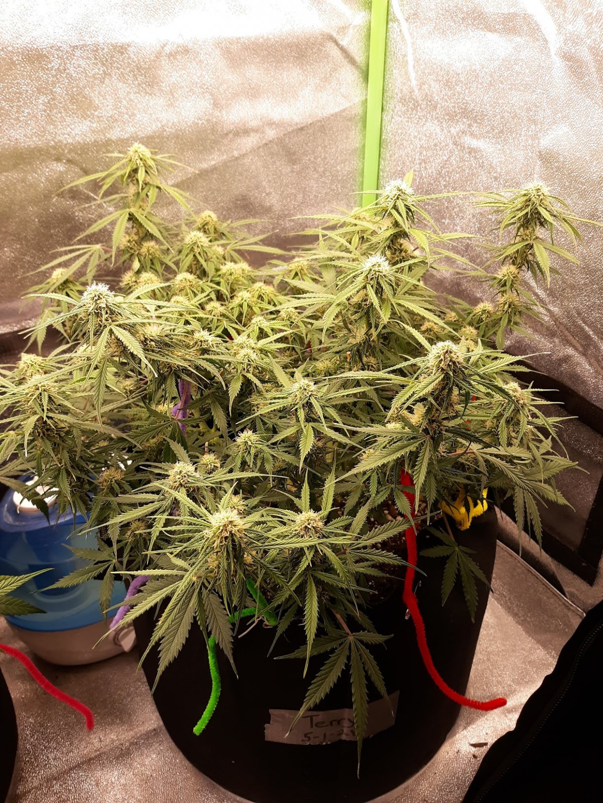 CandyKush day 63.jpg