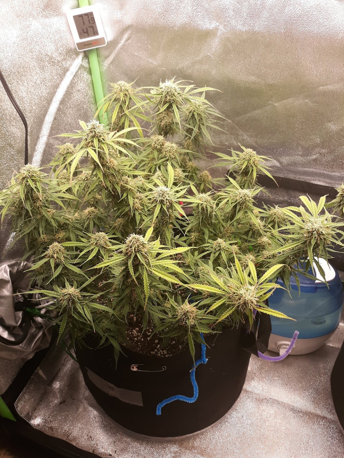 CandyKush Day 75.jpg