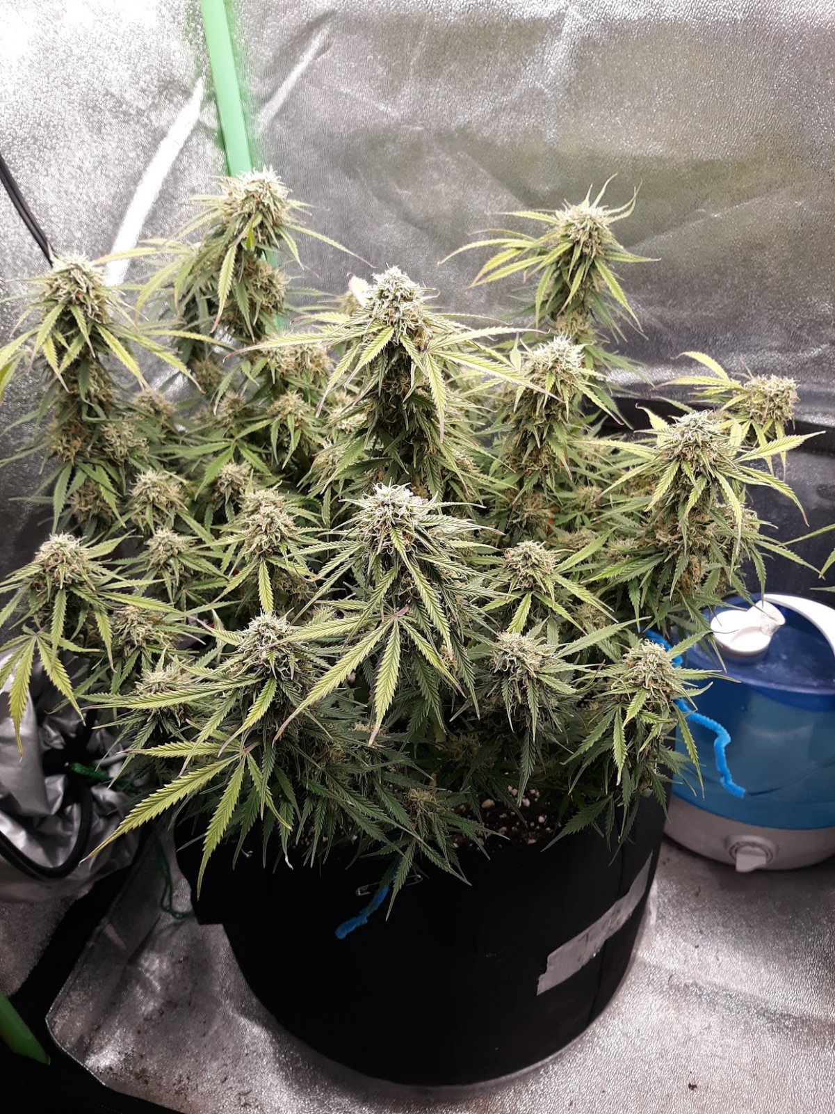 CandyKush day 77.jpg