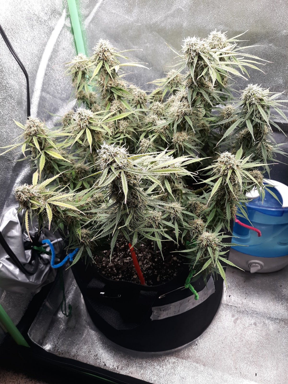 CandyKush day 79.jpg