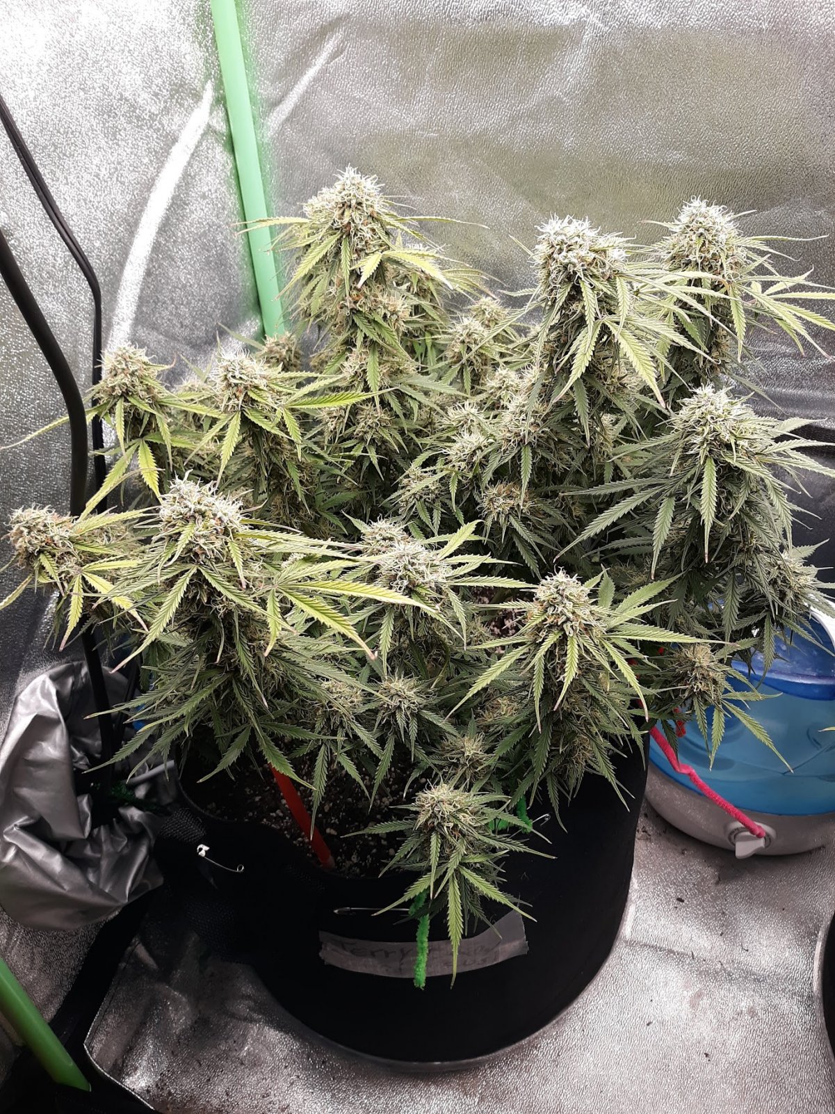 CandyKush Day 81.jpg