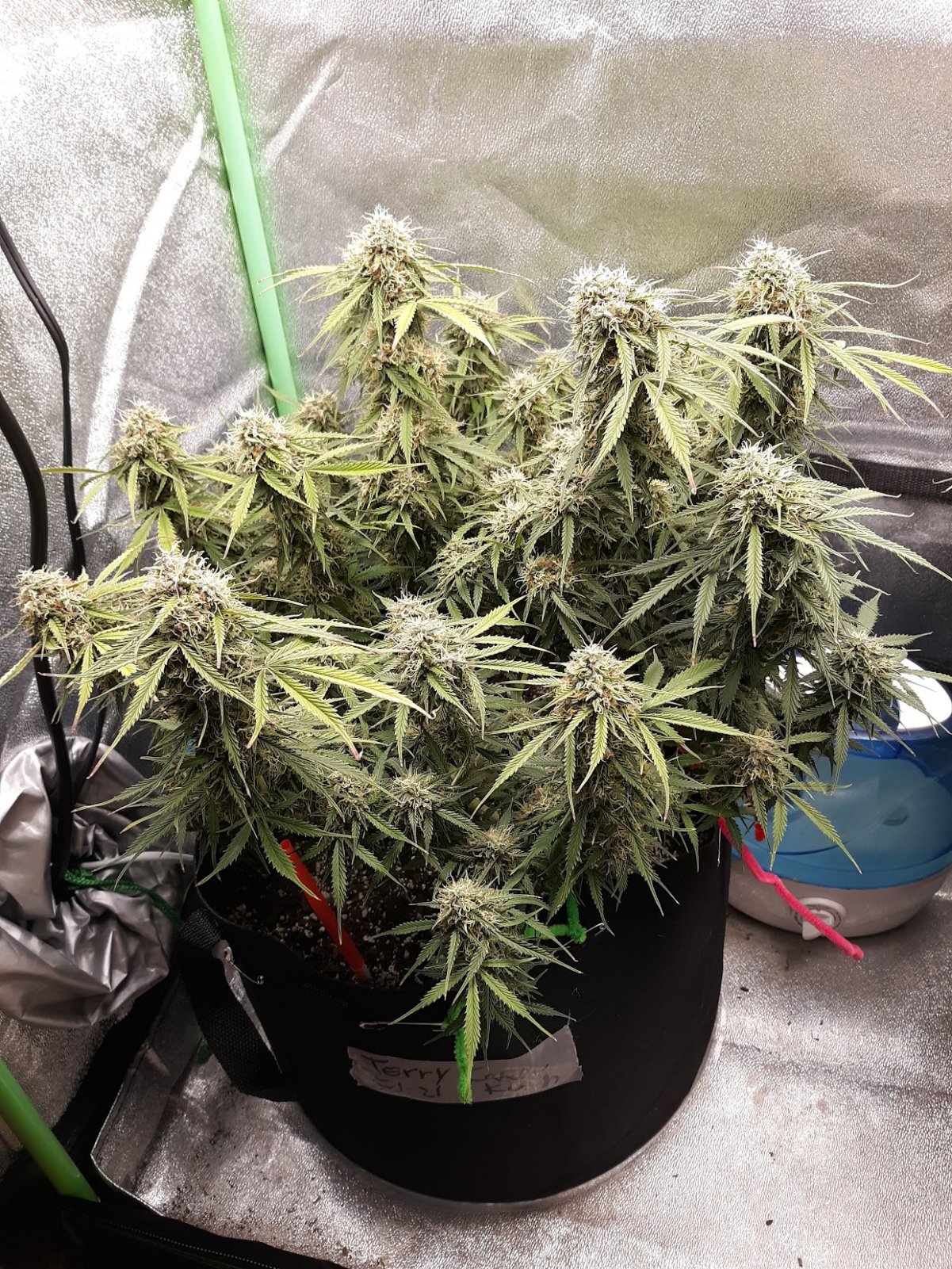 CandyKush day 84.jpg