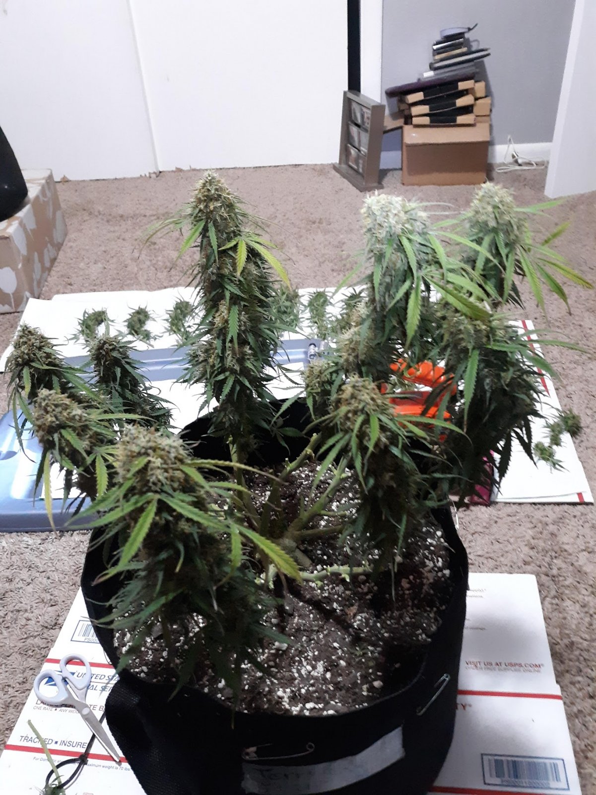 CandyKush day 91 CHOP CHOP day.jpg