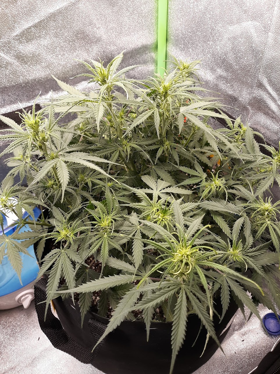 CandyKush Day42.jpg