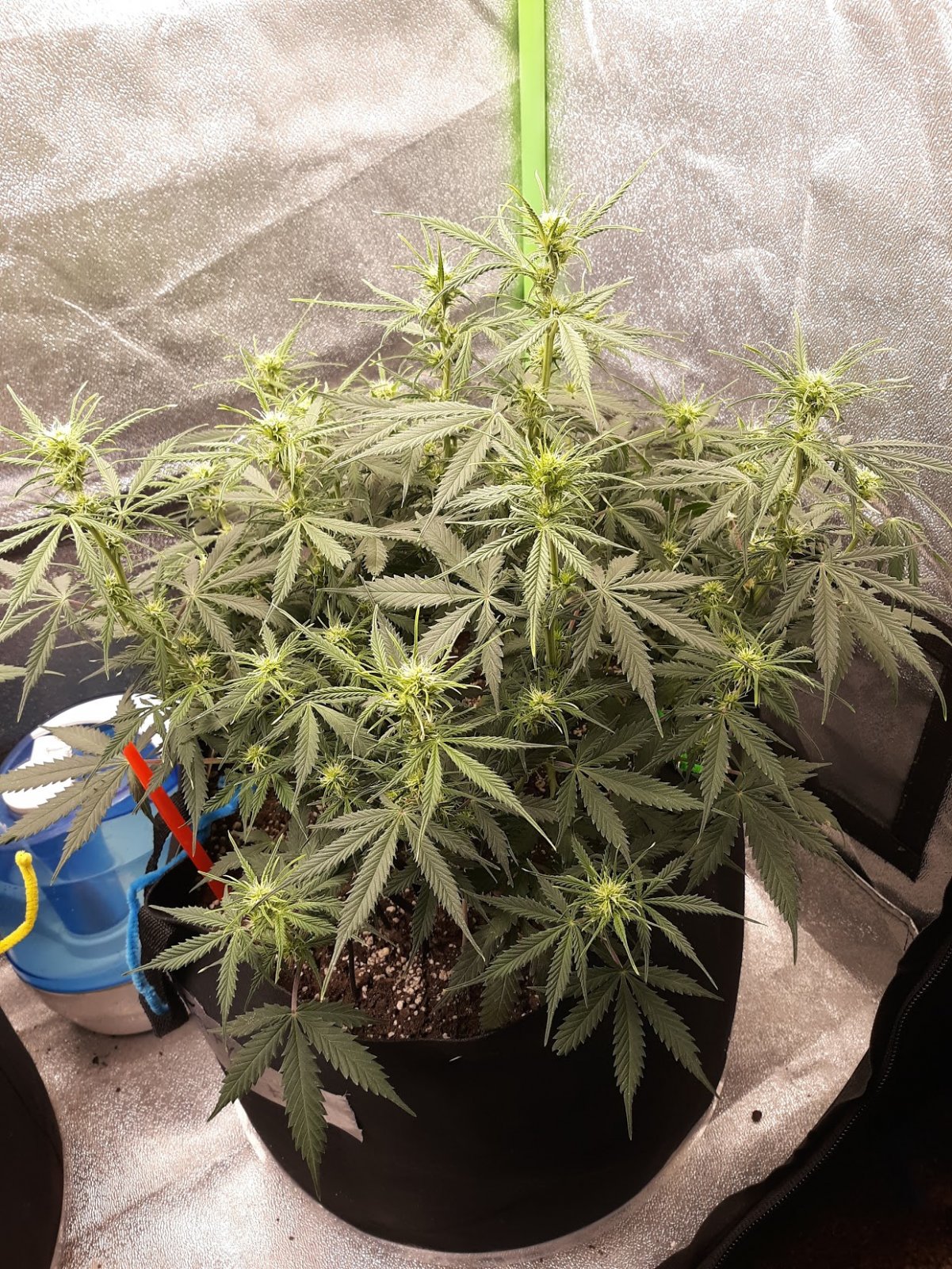 CandyKush day48.jpg