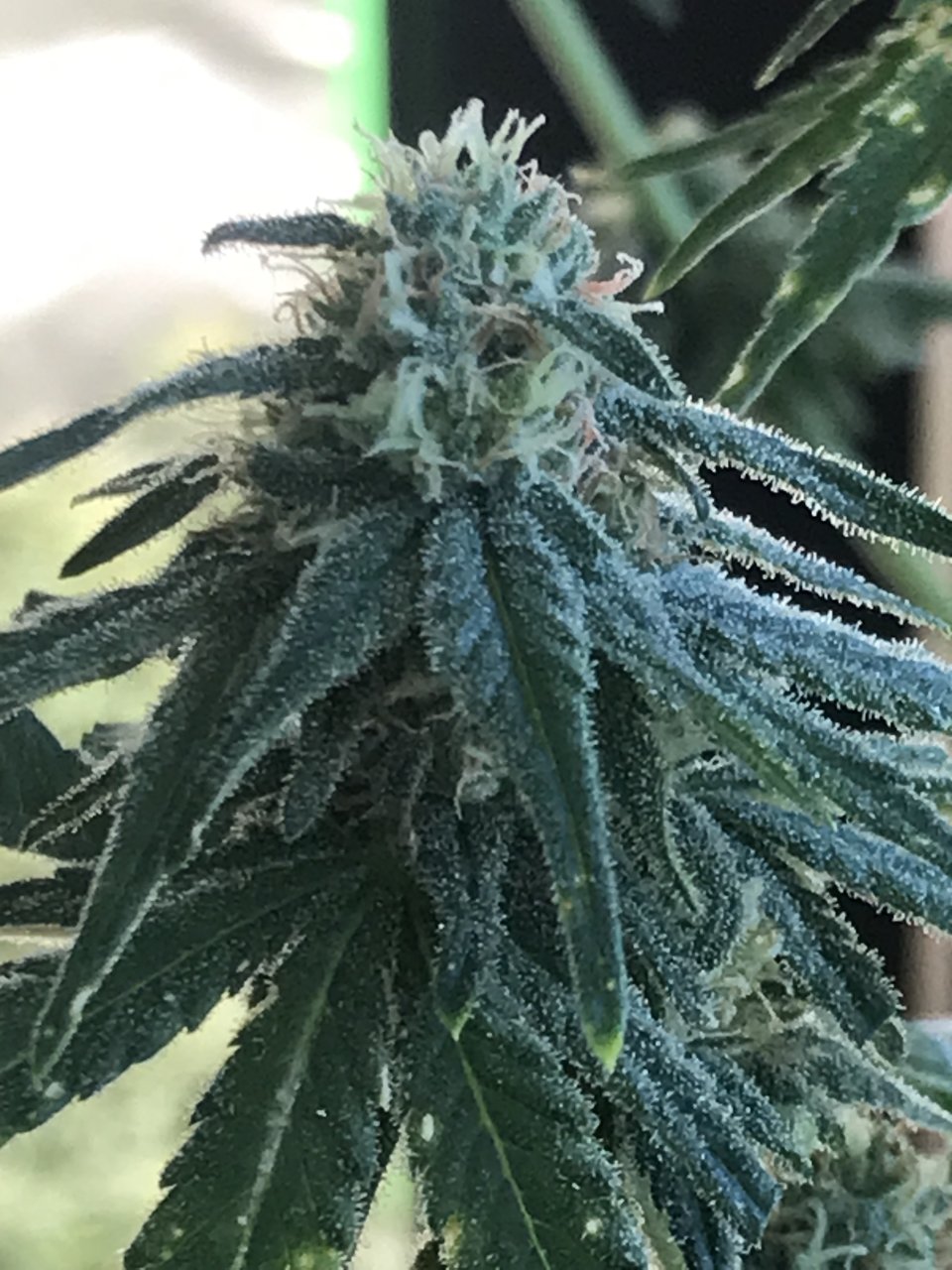 Candyland-Day 35F-e.jpeg