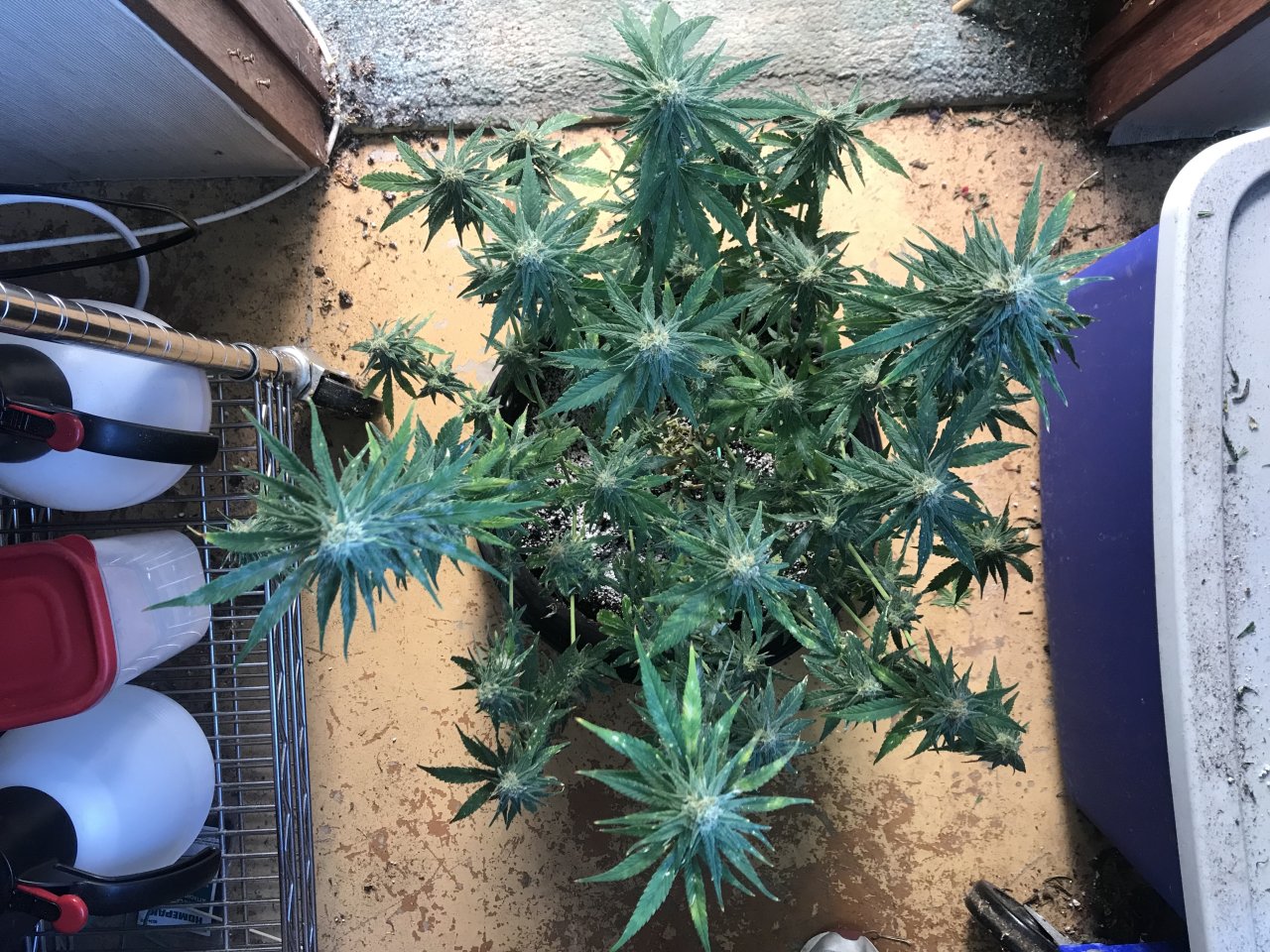 Candyland-Day 35F-f.jpeg