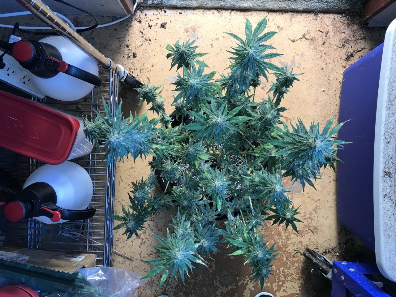 Candyland-Day 41F-e.jpeg