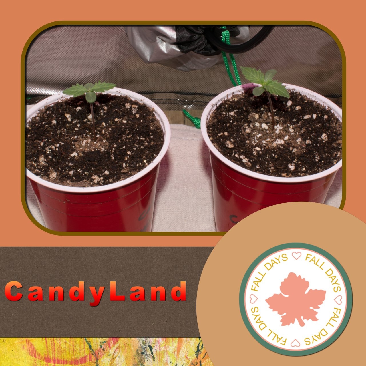 Candyland