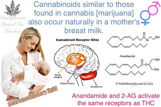 Cannabinoids in Breast Milk