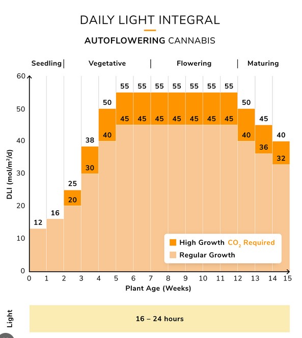 Cannabis Autoflower DLI chart.jpg 420 Magazine