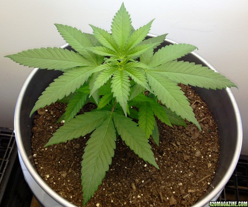 Cannabis Baby