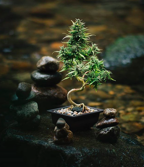 Cannabis-Bonsai-North-Vancouver-British-Columbia-Canada (1).png