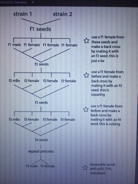 cannabis breeding chart.JPG