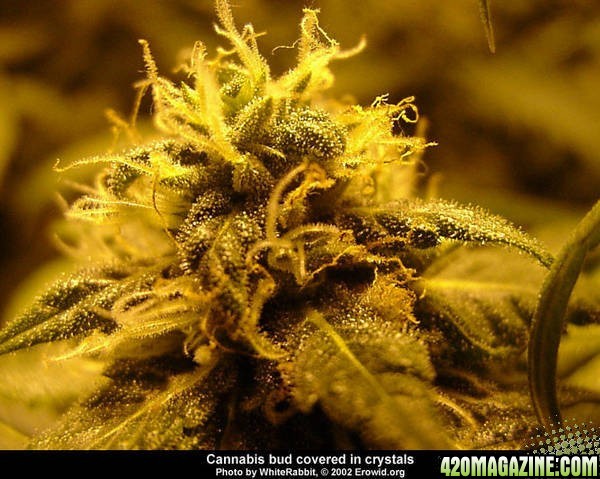 cannabis bud covered in crystals