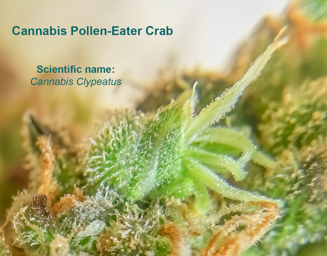 cannabis crab.jpg