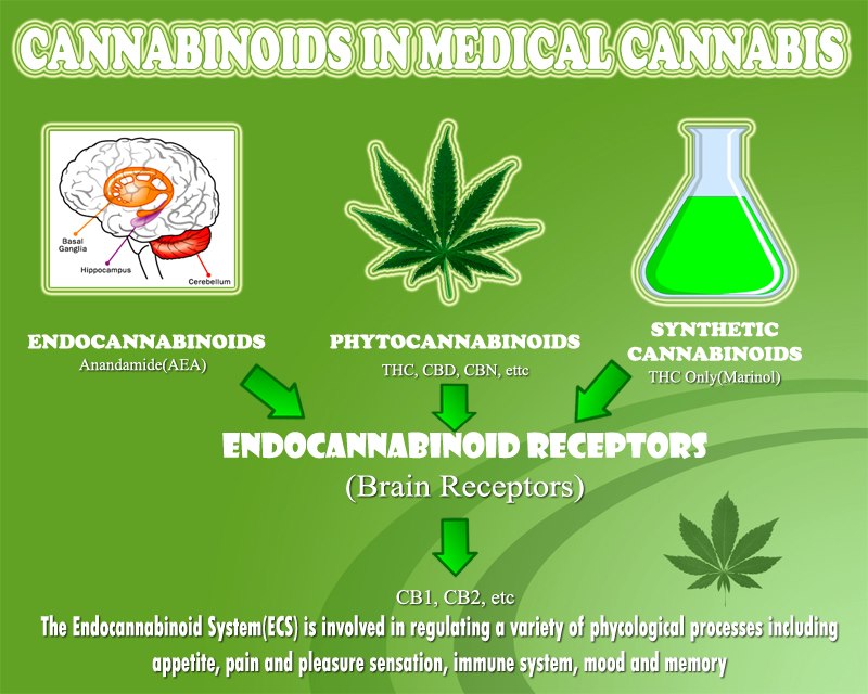 Cannabis Facts