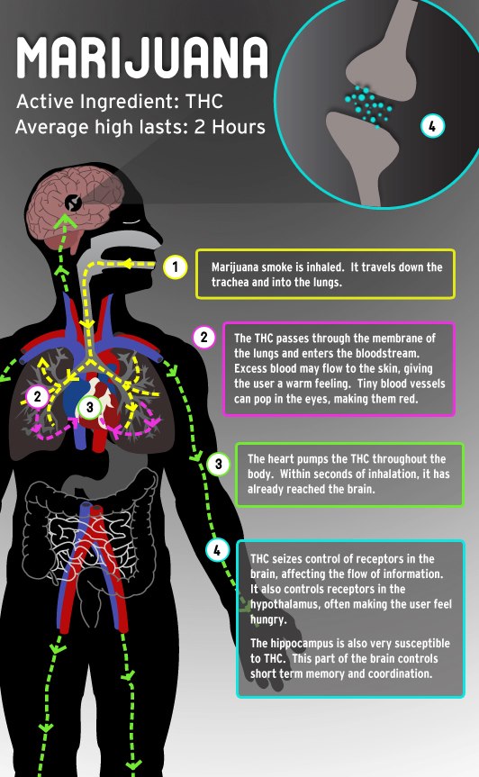 Cannabis Facts