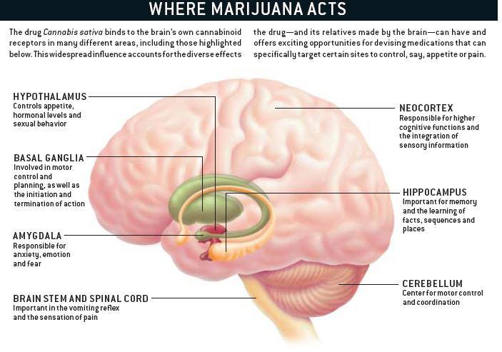 Cannabis Facts