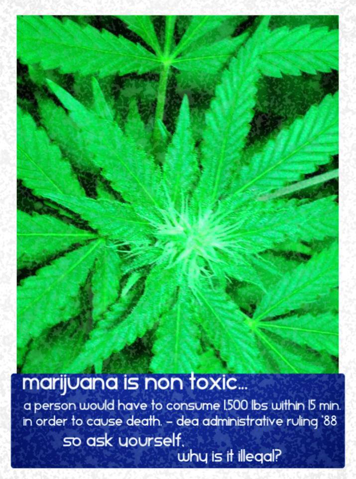 Cannabis Facts