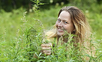 Cannabis Field